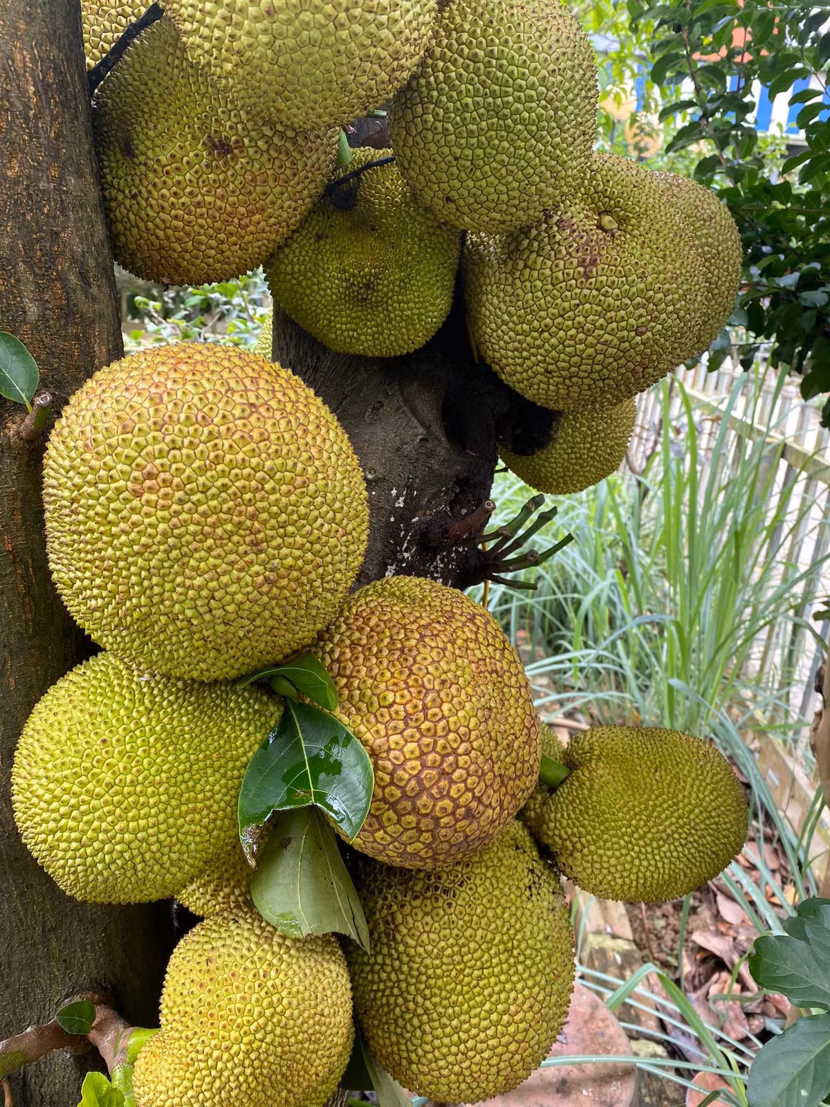 Mít chi chít quả từ gốc đến ngọn.