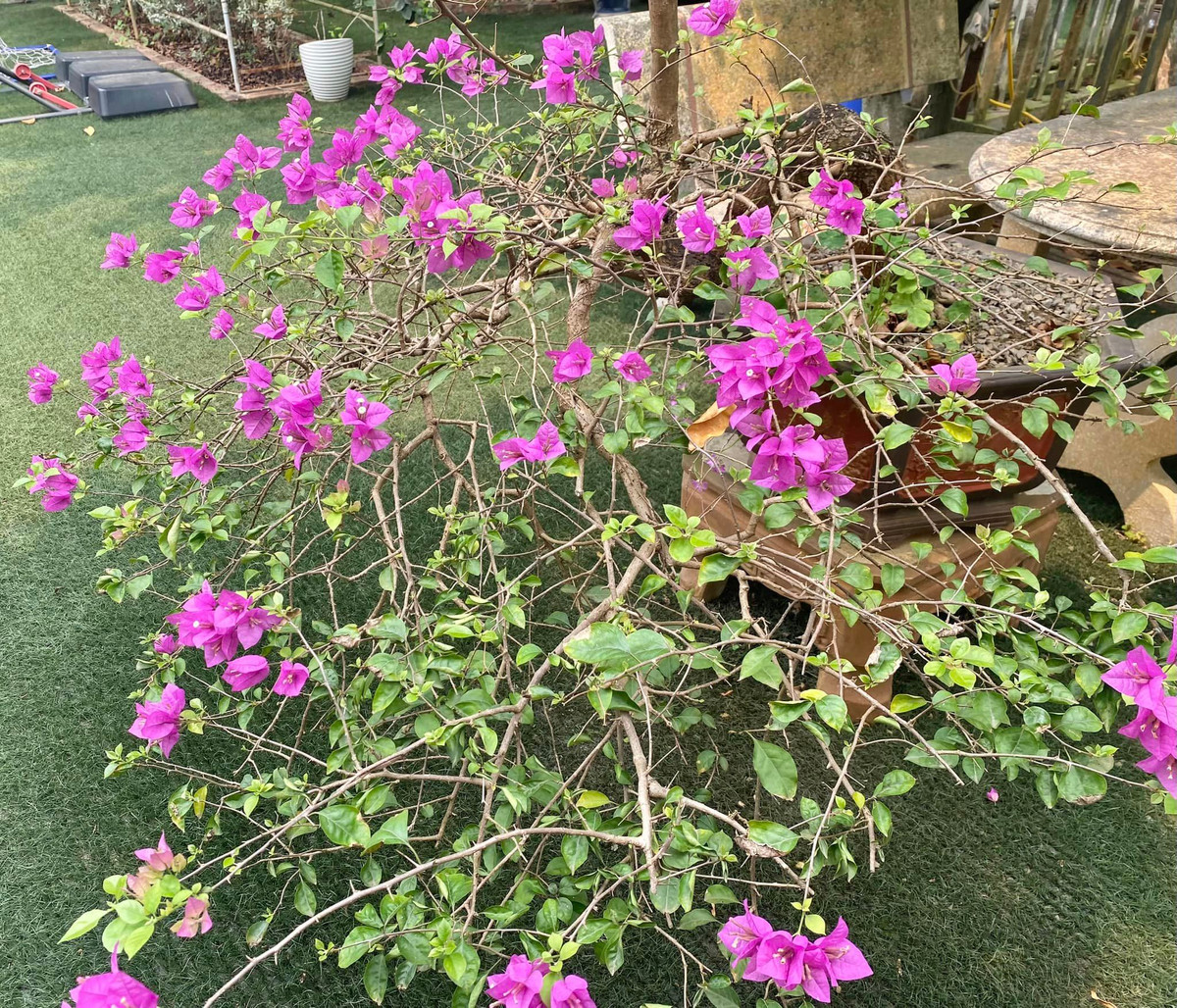 Khu vườn cũng chính là nơi khiến cho những tâm hồn lãng mạn thêm bình yên và nên thơ.