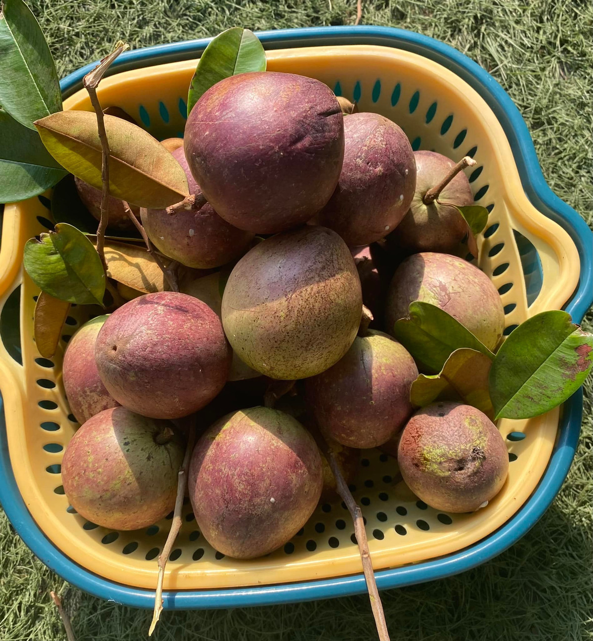 Vú sữa hái đầy rổ. Nguồn ảnh: FBNV