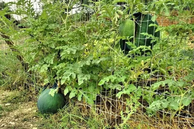 Gốc bên nhà mình nhưng quả lại bò sang hàng xóm.