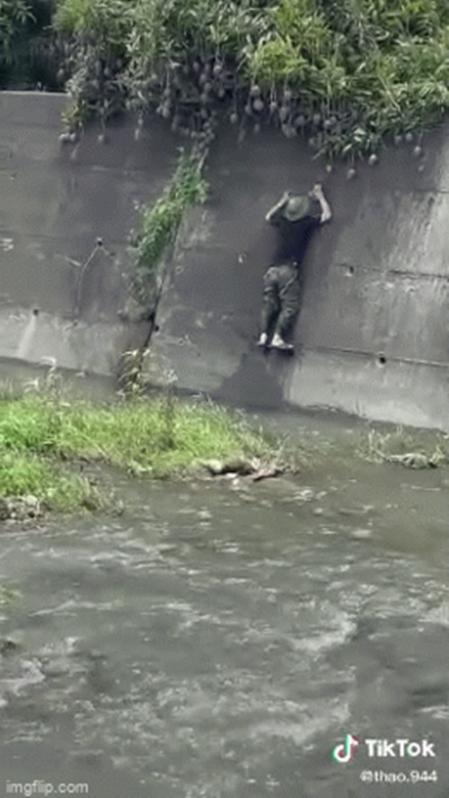 Cây xoài sai trĩu cành nhưng mọc ở vị trí "hiểm hóc" nhất Việt Nam. Ai muốn hái là phải trải qua thử thách rất lớn.