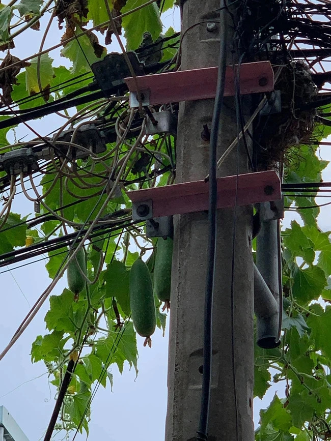 Những trái bí xanh mướt chờ người đến thu hoạch.