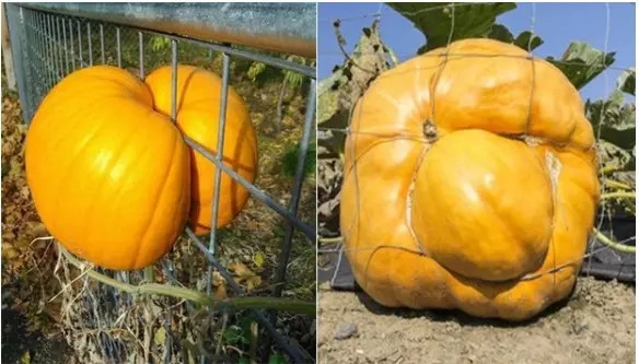 Đúng là quả bí ngô rất sai trái.