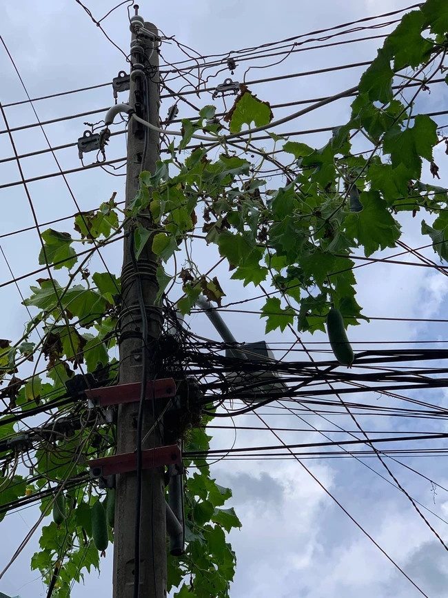 Sau nhiều tháng chăm sóc cây bí tươi tốt, đến ngày hái quả, khổ chủ lại nhận được kết cục quá đáng buồn. Cây bí sau khi leo được lên cột điện có tới hàng chục quả to bằng bắp tay lủng lẳng trên tít tận ngọn cột điện.