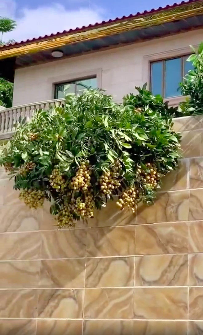 Cây nhãn dường như được chăm bón tốt vì ra trái chuẩn căng mọng, lá xanh rì song quả mọc hết ra bên ngoài bờ tường, phía ngoài đường như "phản chủ nhân".