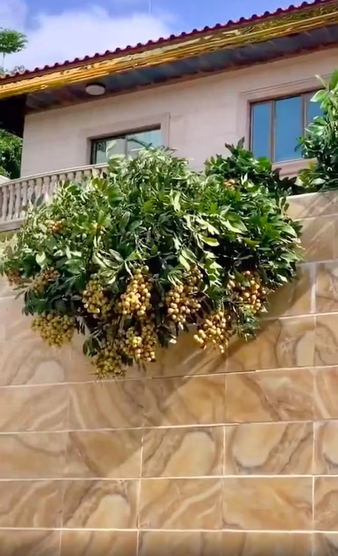 Cây nhãn dường như được chăm bón tốt vì ra trái chuẩn căng mọng, lá xanh rì song quả mọc hết ra bên ngoài bờ tường, phía ngoài đường như "phản chủ nhân".