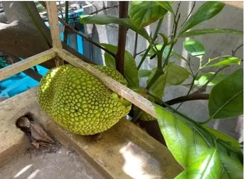 Quả mít thích mọc kiểu chui rúc khiến gia chủ đau đầu nghĩ cách để thu hoạch.