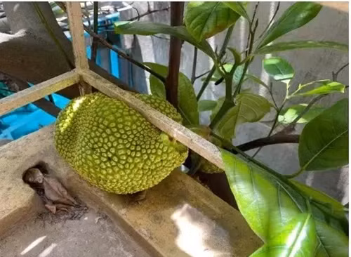 Quả mít thích mọc kiểu chui rúc khiến gia chủ đau đầu nghĩ cách để thu hoạch.