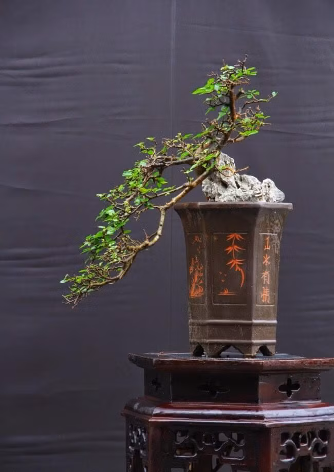 Top 10 bonsai dang quai co 1-0-2 khien dai gia me man