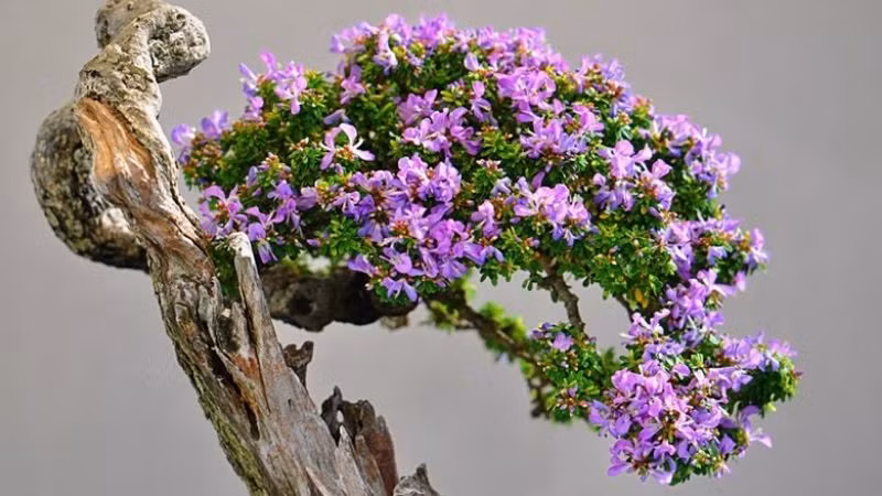 Bonsai linh sam có thân chắc khỏe và hoa màu tím nổi bật. Ảnh: Facebook