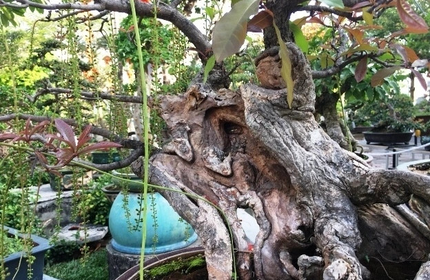 Lộc vừng dáng uốn lượn và hoa đẹp mắt. Ảnh: Dân Việt