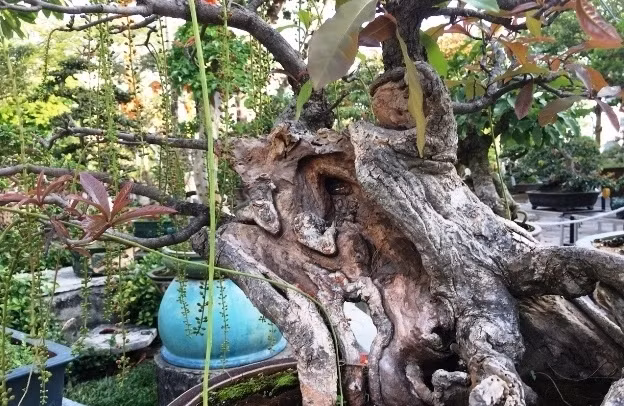 Lộc vừng dáng uốn lượn và hoa đẹp mắt. Ảnh: Dân Việt