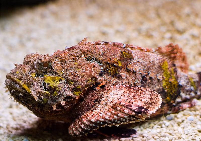 Trước kia, cá mặt quỷ rất kén khách vì vây và da có độc, hình thù lại xấu xí. Nhìn qua, cá mặt quỷ khá giống với tảng đá bởi lớp da loang lổ màu nâu đỏ. Ảnh: Haisanbienxanh