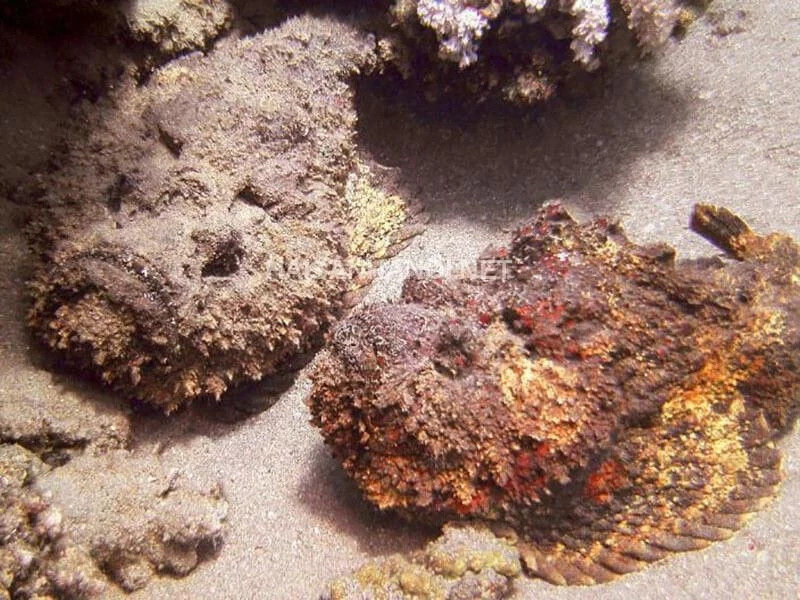 Tuy nhiên, thời gian gần đây cá mặt quỷ trở thành thành đặc sản vô cùng đắt đỏ, chỉ dành cho giới nhà giàu. Ảnh: Haisanhanoi