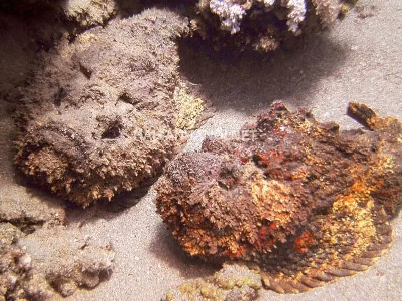 Tuy nhiên, thời gian gần đây cá mặt quỷ trở thành thành đặc sản vô cùng đắt đỏ, chỉ dành cho giới nhà giàu. Ảnh: Haisanhanoi