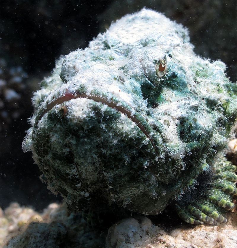 Do cá mặt quỷ độc, lại dễ ngụy trang để trốn tránh nên việc khai thác và đánh bắt khó khăn. Vì vậy, chỉ một số nhà hàng hải sản lớn mới có để chế biến được các món ăn từ cá mặt quỷ để phục vụ khách hàng. Ảnh: Haisanxanh