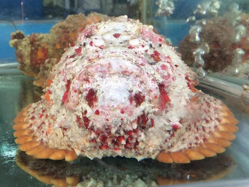 Thông thường, những người có cơ hội thưởng thức món ngon từ cá mặt quỷ là người sành ăn, có điều kiện, có sự quen biết với các mối hàng. Ảnh; Haisanhanoi