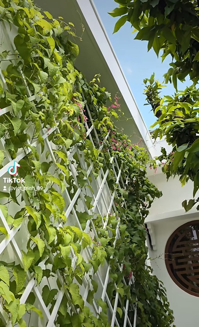 Mới đây, Việt Trinh thổ lộ niềm vui sướng khi chứng kiến dàn hoa tigon tại nhà bung nở. Ảnh: FB Trần Việt Trinh