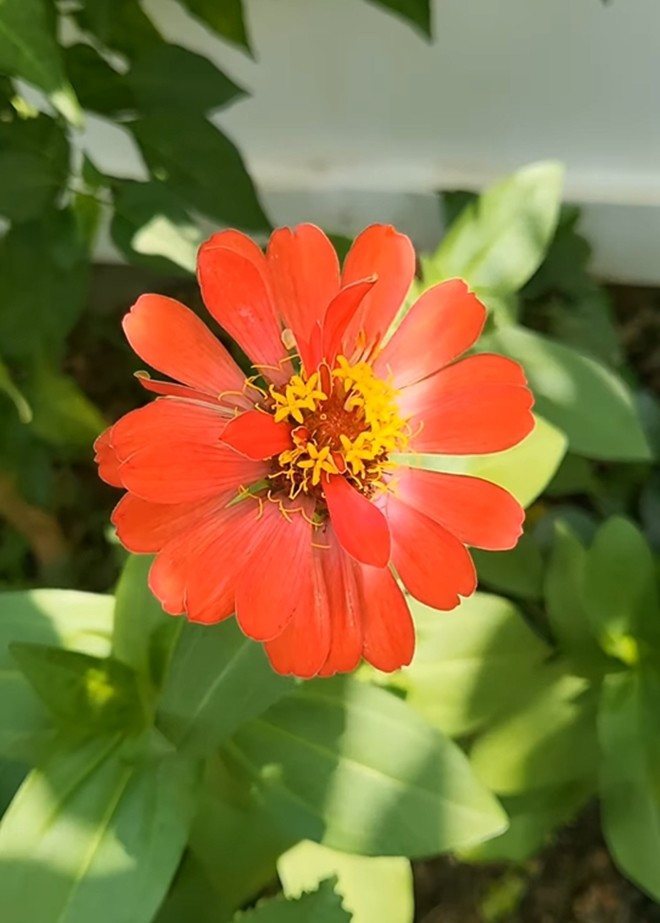 Những bông hoa đủ sắc màu cho không gian thêm sống động và bắt mắt. Ảnh: FB Trần Việt Trinh