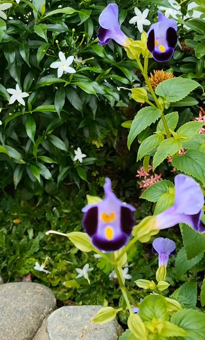 Bông hoa tím thanh thoát với cánh mỏng manh bung nở bên tán lá xanh. Ảnh: FB Trần Việt Trinh