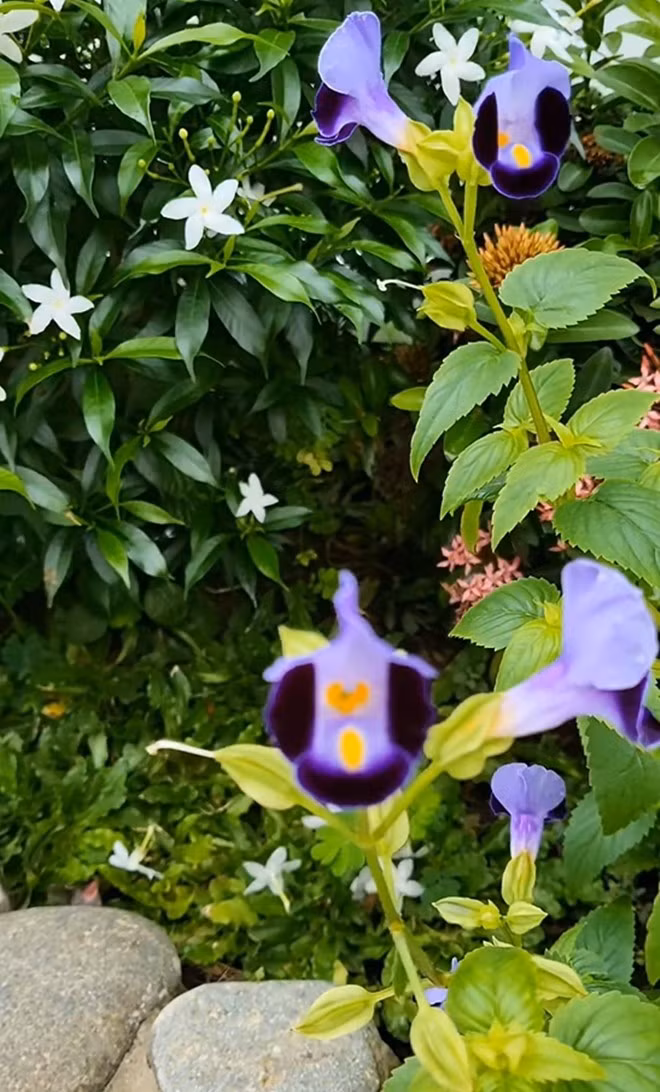 Bông hoa tím thanh thoát với cánh mỏng manh bung nở bên tán lá xanh. Ảnh: FB Trần Việt Trinh