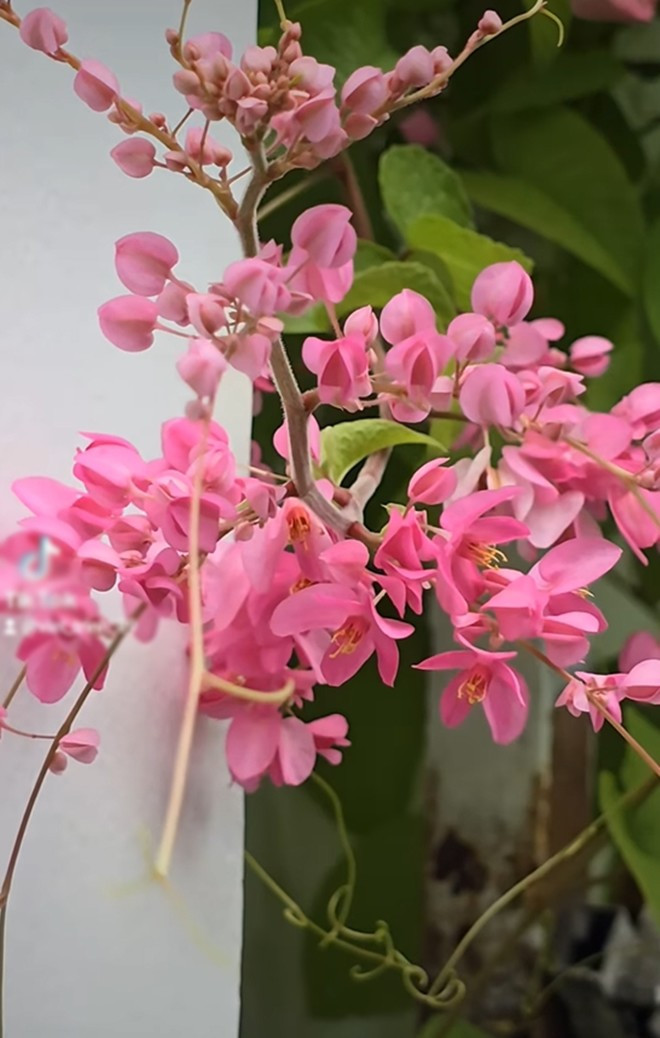 Người đẹp cho biết: "Mấy chục năm nay tôi mơ ước có một dàn hoa tigon đẹp như thế này mà chưa bao giờ được, mỗi lần trồng là trục trặc, không lên. Lần này như đủ duyên, tôi trồng khoảng 3 bụi tigon, nhờ sự chăm sóc của người nhà mà nó tốt và đẹp". Ảnh: FB Trần Việt Trinh