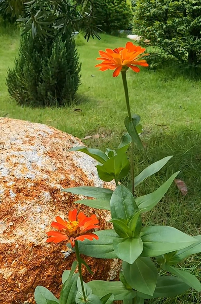 Bên cạnh đó, trong vườn nhà Việt Trinh còn có nhiều loài hoa khác. Những bông cúc màu cam nổi bật bên tảng đá lớn. Ảnh: FB Trần Việt Trinh
