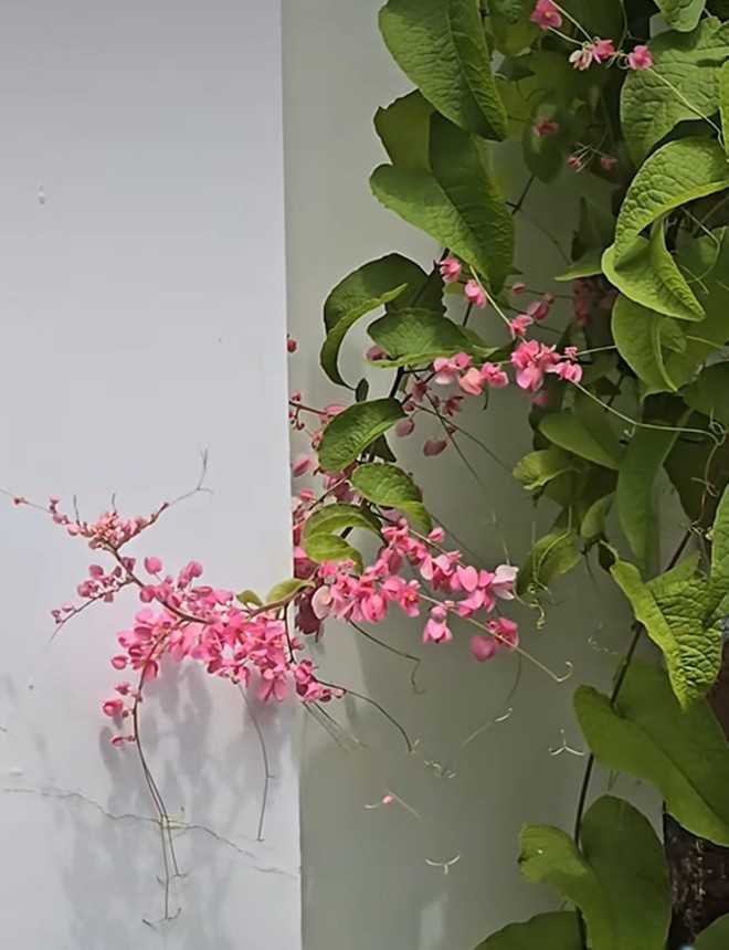 Từng khóm hoa bung nở rực rỡ. Ảnh: FB Trần Việt Trinh