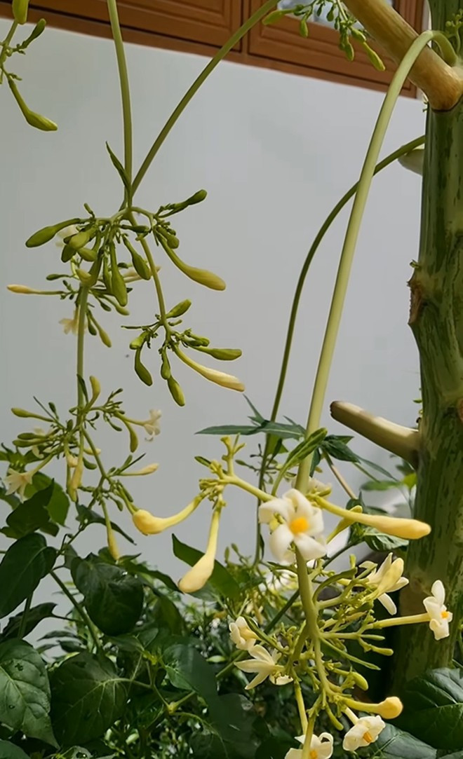 Cánh hoa đu đủ trắng tinh khôi biến loài cây vốn lấy quả trở nên đẹp lạ thường. Ảnh: FB Trần Việt Trinh