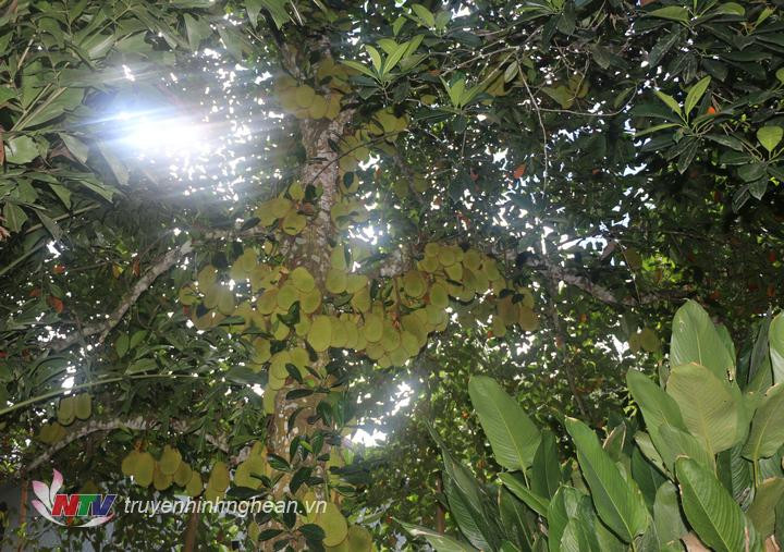 Ước tính mỗi năm cây mít cho ra từ 350 đến 400 quả. Ảnh: Truyenhinhnghean