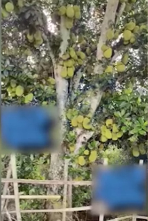 Theo đoạn video được đăng tải, cây mít cổ thụ tỏa ra nhiều nhánh nhỏ. Từ gốc đến các nhánh nhỏ đều lúc lỉu quả. Nhiều người bình chọn đây là cây mít sai quả bậc nhất Việt Nam. Ảnh chụp màn hình