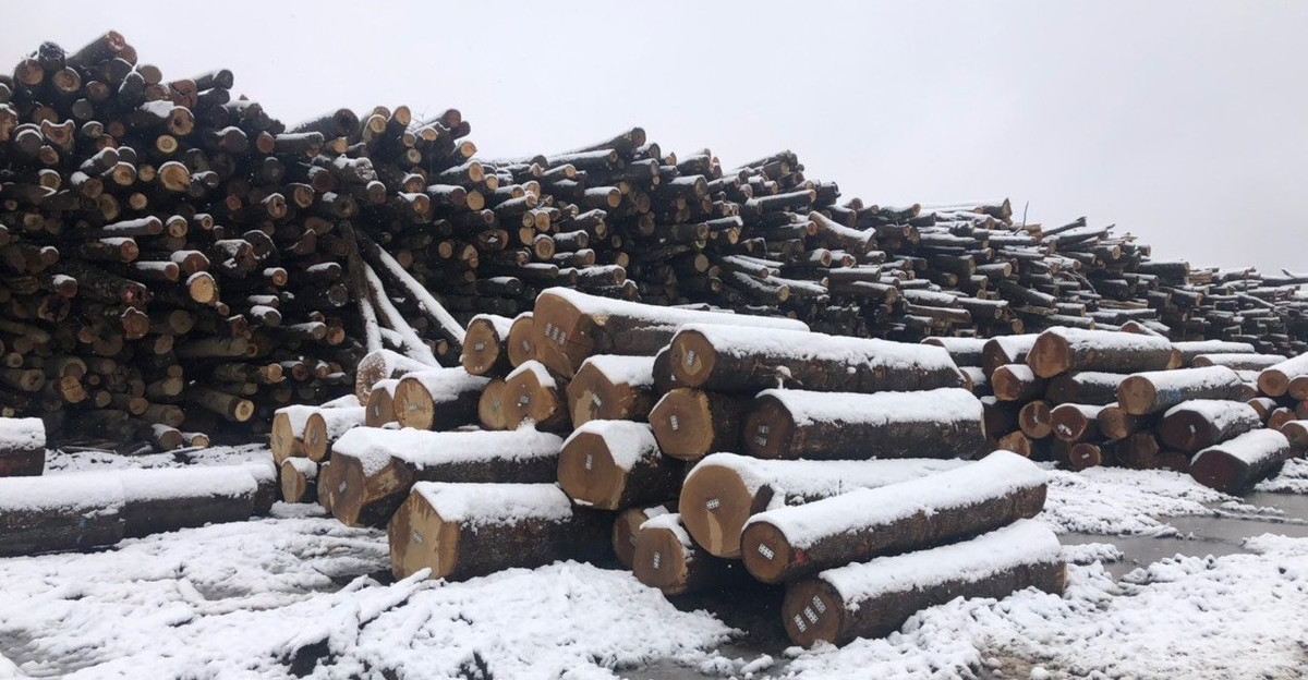 Theo nghiên của các nhà khoa học, tỷ lệ tử vong trong ngành khai thác gỗ cao hơn các ngành khác khoảng 20 lần. Nguyên nhân chính là do thiết bị làm việc hạng nặng và cây cối rừng rậm hoang vu. Ảnh: Tapchigoviet