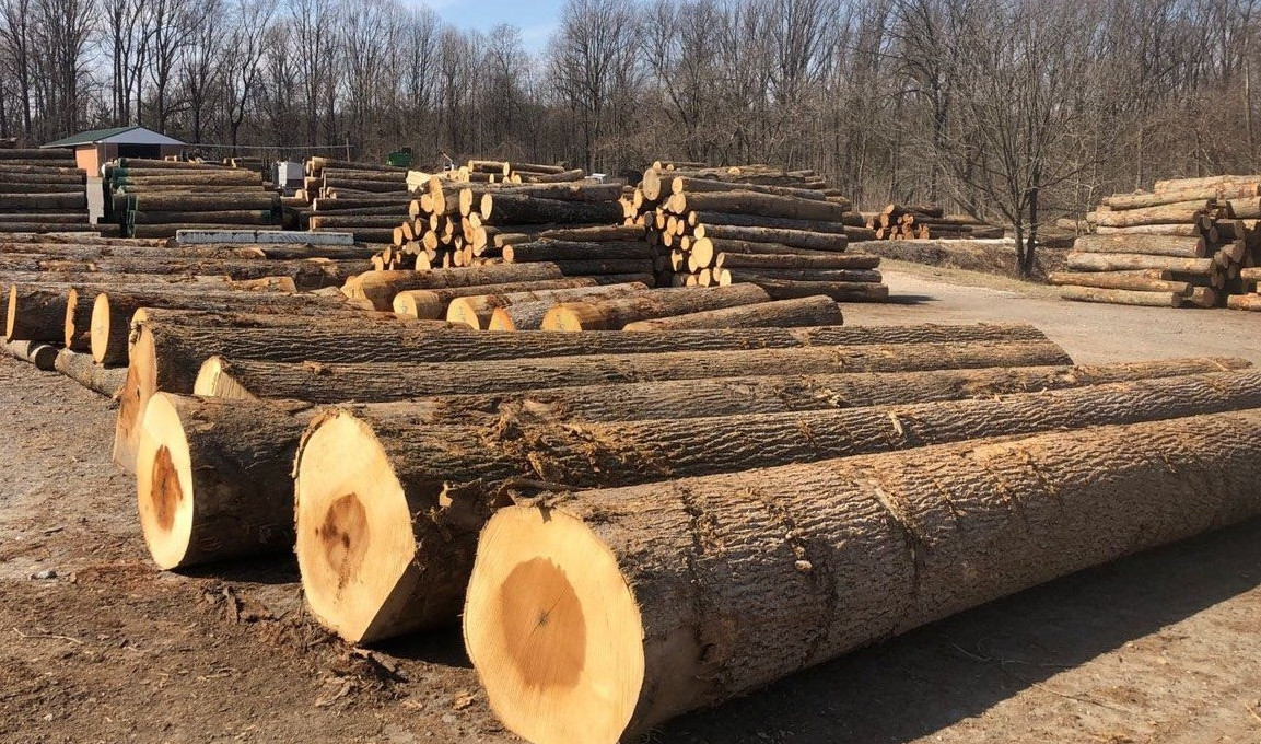 Tại Mỹ, mức lương của nghề khai thác gỗ khoảng 1 tỷ đồng/năm. Vì vậy, khai thác gỗ vẫn là công việc mơ ước của nhiều lao động phổ thông. Ảnh: Tapchigoviet