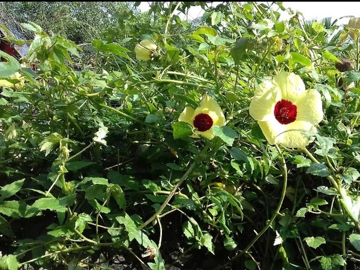 Cây vông vang hay vung vang, bụp vang, bông vàng, hoàng quỳ, là loại cây mọc dại ở bờ rào hoặc ven triền đồi các tỉnh Tây Bắc. Ảnh: Internet