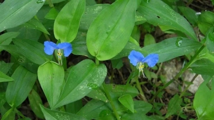 Ngày nay, tại một số chợ ở Hà Nội có bán rau trai khoảng 50.000 đồng/kg nhưng phải đặt trước mới có. Ảnh: VOV