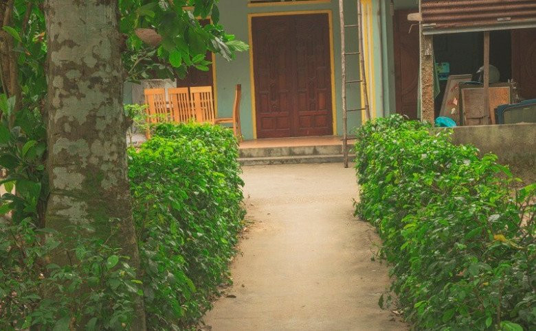 Cây rau sen (hay rau xen) ở làng Đại Bình (xã Quế Trung, huyện Quế Sơn, Quảng Nam) thường được người bản địa trồng làm hàng rào, cắt tỉa đẹp mắt. Ảnh: Internet