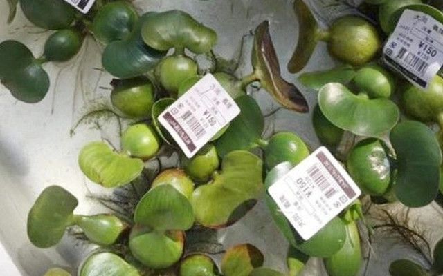 Nhưng ở Nhật, bèo tây có giá không tưởng 80.000 - 90.000 đồng/cây. Ảnh: Facebook