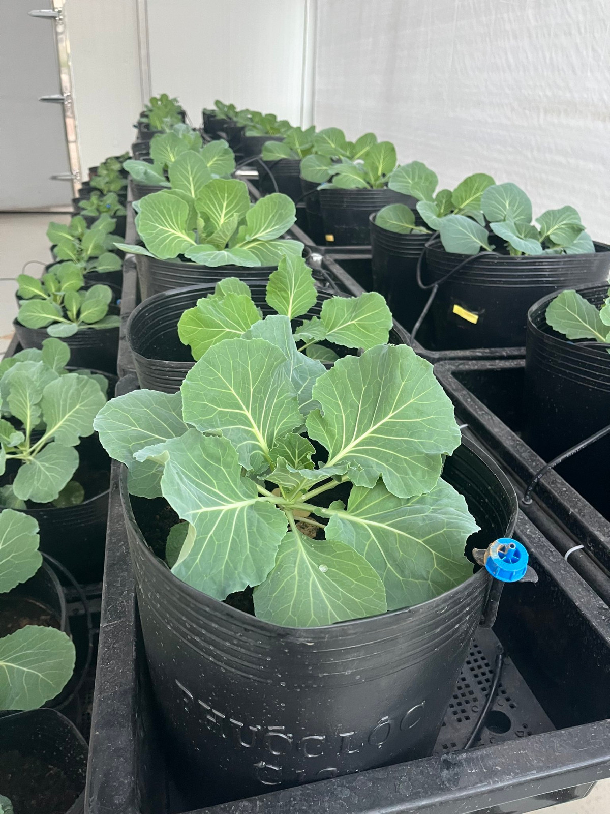 Nha dieu hoa sinh truong thuc vat - Giai phap tiem nang-Hinh-3