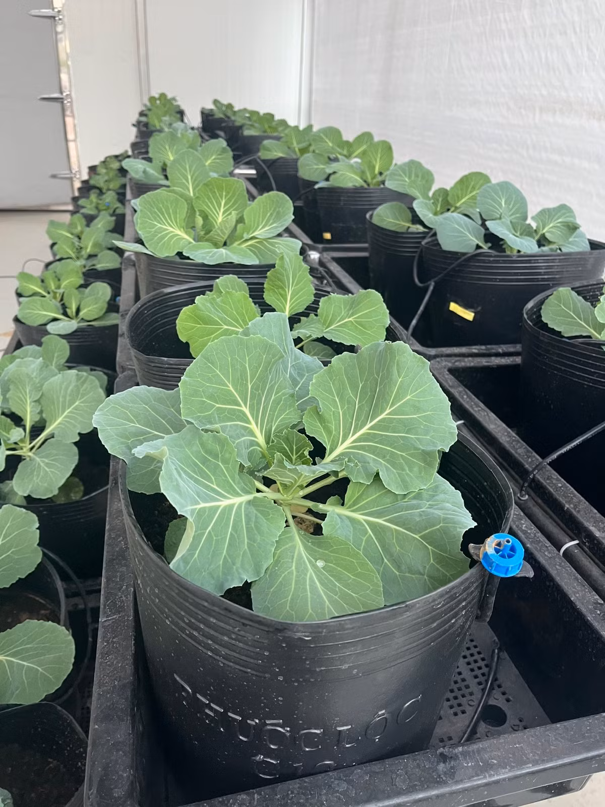 Nha dieu hoa sinh truong thuc vat - Giai phap tiem nang-Hinh-3