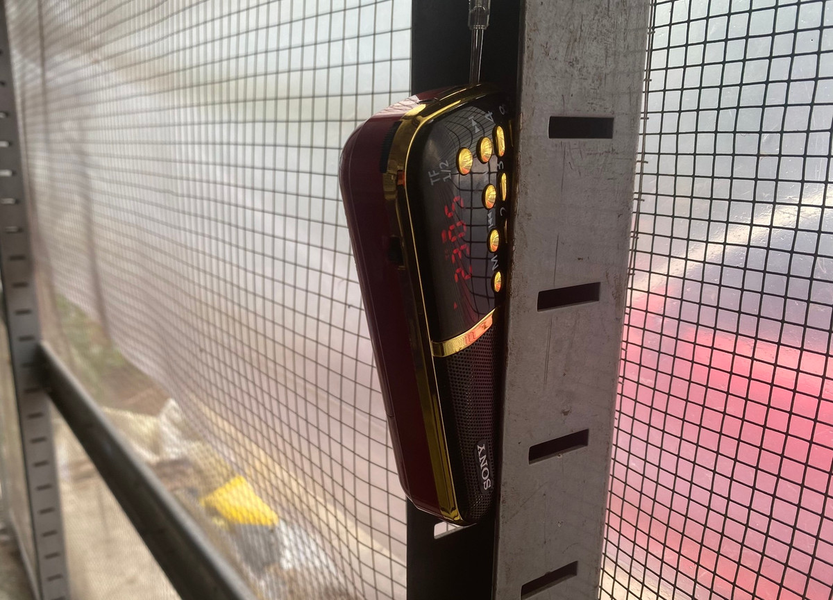 Tại khu vực nuôi chim mới lớn, nhiều chủ trang trại còn lắp radio mini phát ra tiếng chim chào mào kêu 24/24 để chim tập hót. Ảnh: Tiền phong