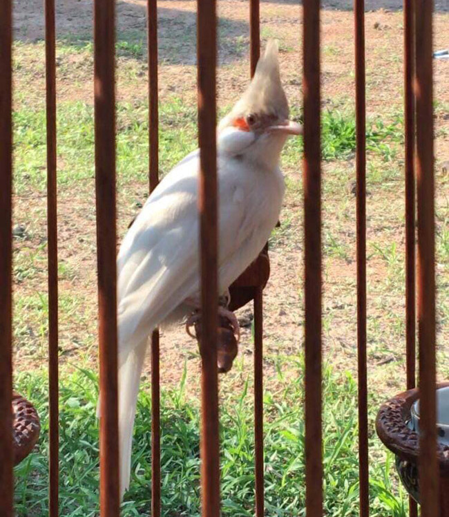 Để nuôi chim chào mào đột biến tốt cần chú ý chế độ dinh dưỡng, sẽ giúp chim khỏe mạnh, linh hoạt, hót hay và siêng hót. Ảnh: Dân Việt