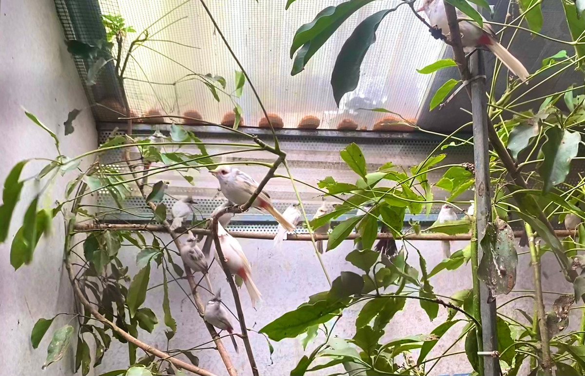 Những đặc điểm này giúp chào mào đột biến có vẻ đẹp bắt mắt và đầy cuốn hút. Ảnh: Tiền phong