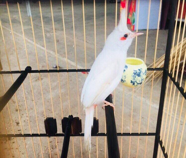 Nhận thấy việc nuôi chim chào mào đột biến cho doanh thu cao, nhiều nông dân đã áp dụng mô hình kinh doanh này vừa để làm giàu, vừa thỏa mãn niềm đam mê chim cảnh. Ảnh: Dân Việt