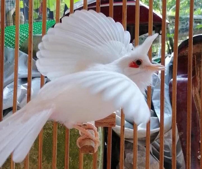 Chim chào mào đột biến trong trang trại của anh Vinh có giá từ 15 - 200 triệu đồng/con. Mỗi năm, anh thu hơn 3 tỷ đồng từ việc bán chim giống. Ảnh: Dân Việt