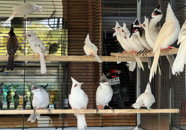 Đơn cử như anh Trần Hữu Vinh (xã Tam Hiệp, huyện Châu Thành, tỉnh Tiền Giang). Sau 3 năm chịu khó học hỏi kinh nghiệm và lai tạo giống thành công, anh Vinh sở hữu hàng trăm chú chim chào mào đột biến thuộc nhiều loài khác nhau như chào mào bạch tạng, xám trắng, xám nhạt... trị giá hơn 7 tỷ đồng. Ảnh: Vietnamnet