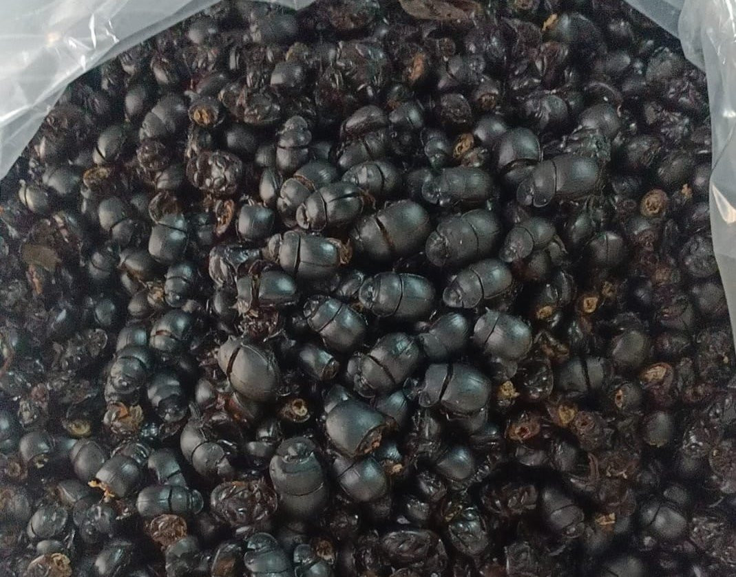 Vài năm gần đây, trên thị trường xuất hiện nhiều thương lái thu gom bọ hung với giá 800 – 900 nghìn đồng/kg. Ảnh: Nongthonviet