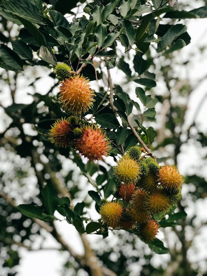 Trái cây trĩu quả trong vườn nhà. Ảnh: Quang Dam