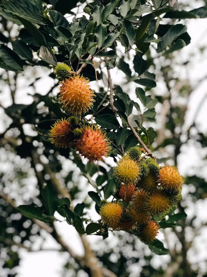 Trái cây trĩu quả trong vườn nhà. Ảnh: Quang Dam