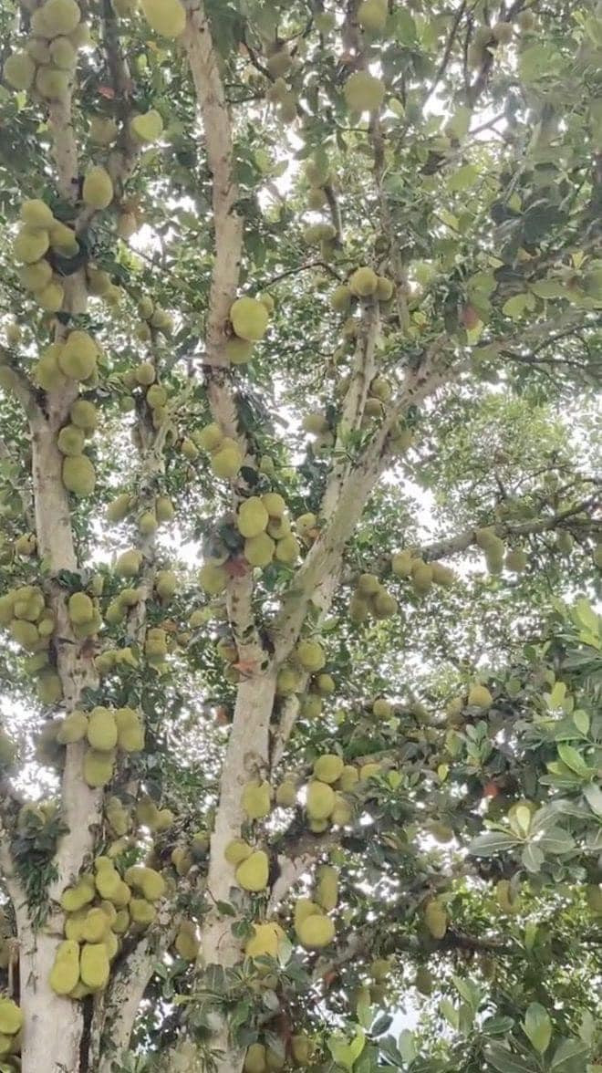 Số lượng quả nhiều khiến mọi người lo ngại khi mít chín sẽ tỏa mùi thơm nồng nặc nhưng chủ nhân không biết quả nào đã đủ độ để hái. Ảnh: Facebook