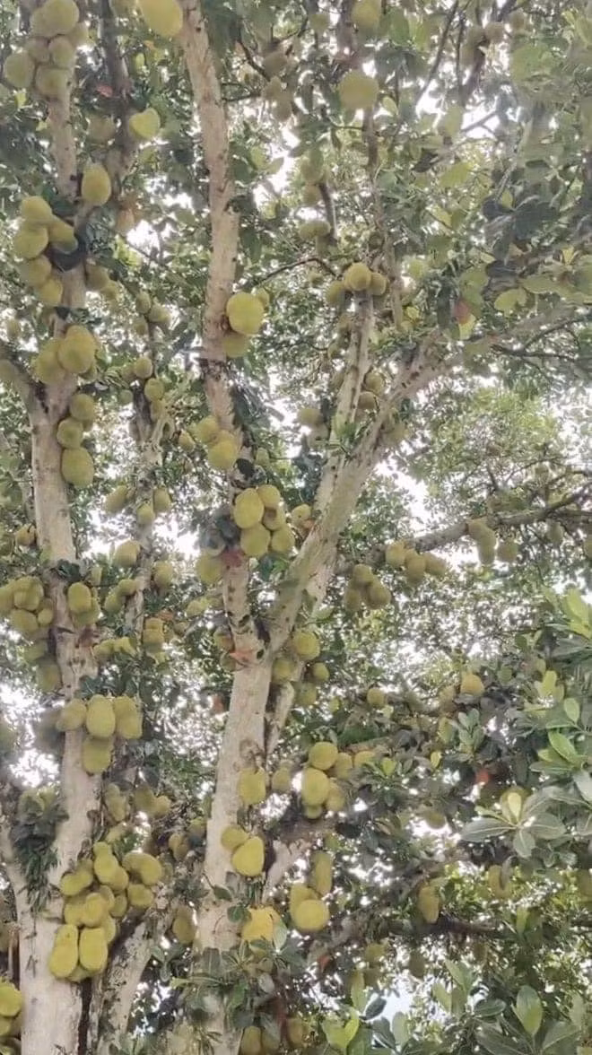 Số lượng quả nhiều khiến mọi người lo ngại khi mít chín sẽ tỏa mùi thơm nồng nặc nhưng chủ nhân không biết quả nào đã đủ độ để hái. Ảnh: Facebook